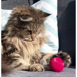 Pet Qwerks Babble Ball Kitten Toy With Catnip -Pet Cat Supplies Store 102237 PT2. AC SS1800 V1589901125