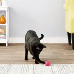 Pet Qwerks Babble Ball Kitten Toy With Catnip -Pet Cat Supplies Store 102237 PT3. AC SS1800 V1589901130