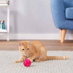 Pet Qwerks Babble Ball Kitten Toy With Catnip -Pet Cat Supplies Store 102237 PT4. AC SS1800 V1589901135