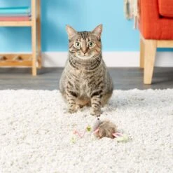 SmartyKat Bouncy Mouse Interactive Teaser Cat Toy, Color Varies 11 SmartyKat Bouncy Mouse Interactive Teaser Cat Toy, Color Varies -Pet Cat Supplies Store 102747 PT5. AC SS1800 V1527257309