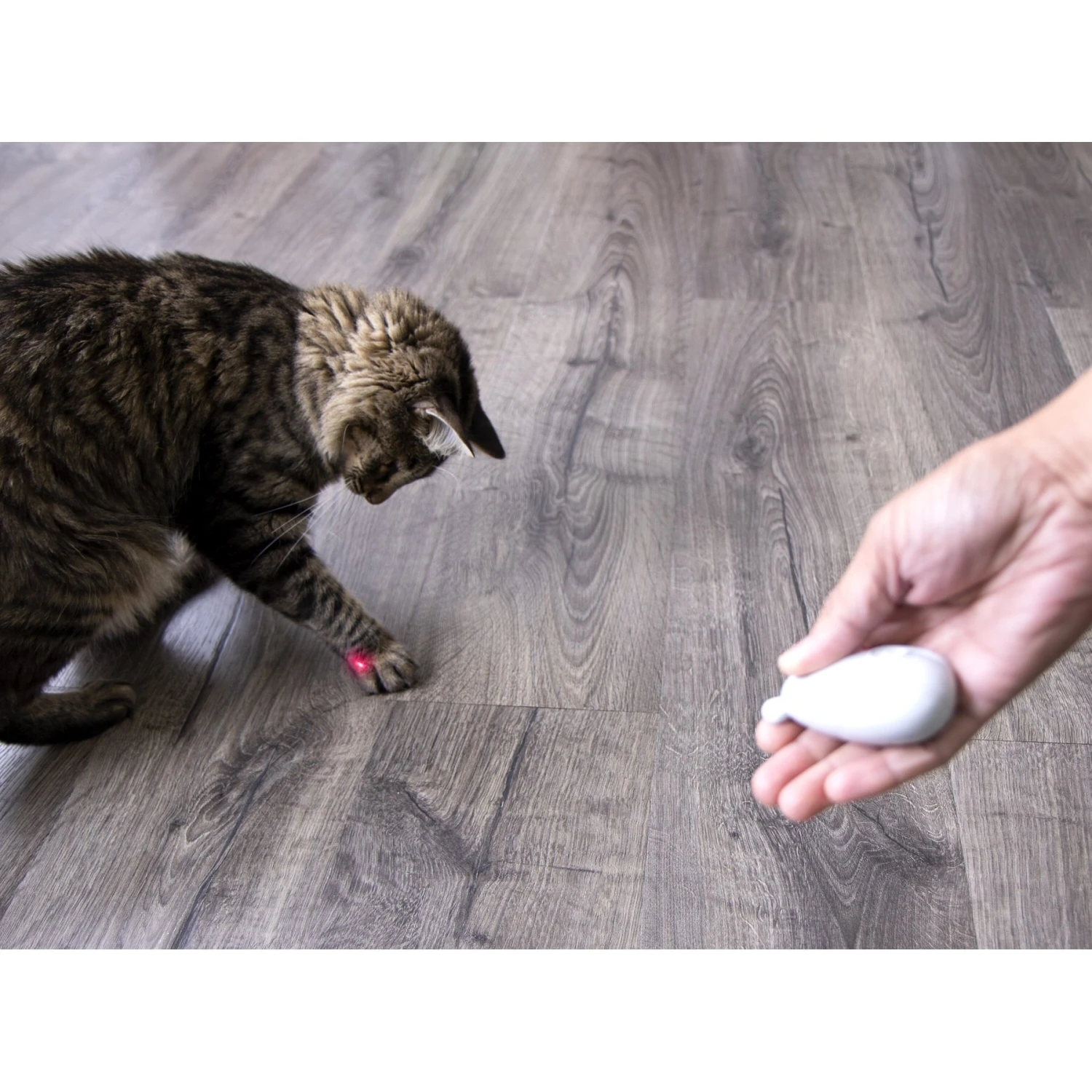 SmartyKat Loco Laser Cat Toy, Color Varies 3 SmartyKat Loco Laser Cat Toy, Color Varies - Image 3