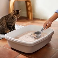 Frisco Natural Unscented Clumping Grass Cat Litter -Pet Cat Supplies Store 132396 PT4. AC SS1800 V1659023512