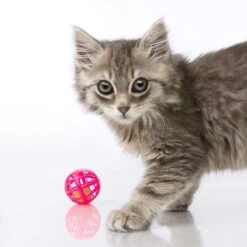 Hartz Just For Cats Toy Variety Pack, 13 Count 11 Hartz Just For Cats Toy Variety Pack, 13 Count -Pet Cat Supplies Store 139111 PT3. AC SS1800 V1589230986