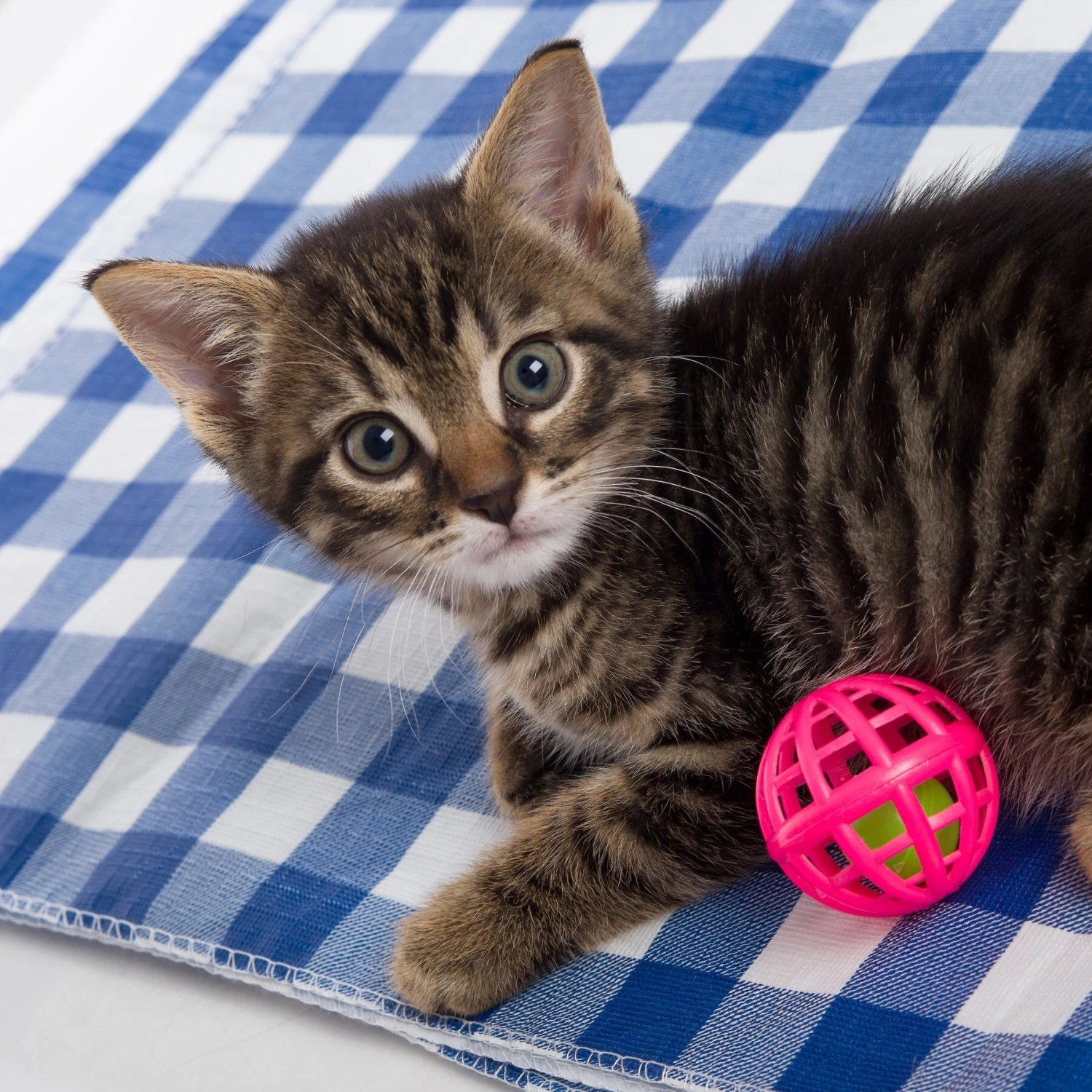 Hartz Just For Cats Toy Variety Pack, 13 Count 6 Hartz Just For Cats Toy Variety Pack, 13 Count - Image 6