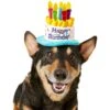 Frisco Birthday Cake Dog & Cat Hat