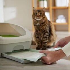 Frisco Cat Litter Pads, Unscented 12 Frisco Cat Litter Pads, Unscented -Pet Cat Supplies Store 149816 PT5. AC SS1800 V1675279991