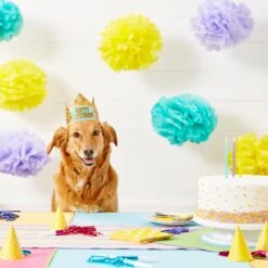Frisco Happy Birthday Dog & Cat Crown -Pet Cat Supplies Store 153665 PT5. AC SS1800 V1551231039