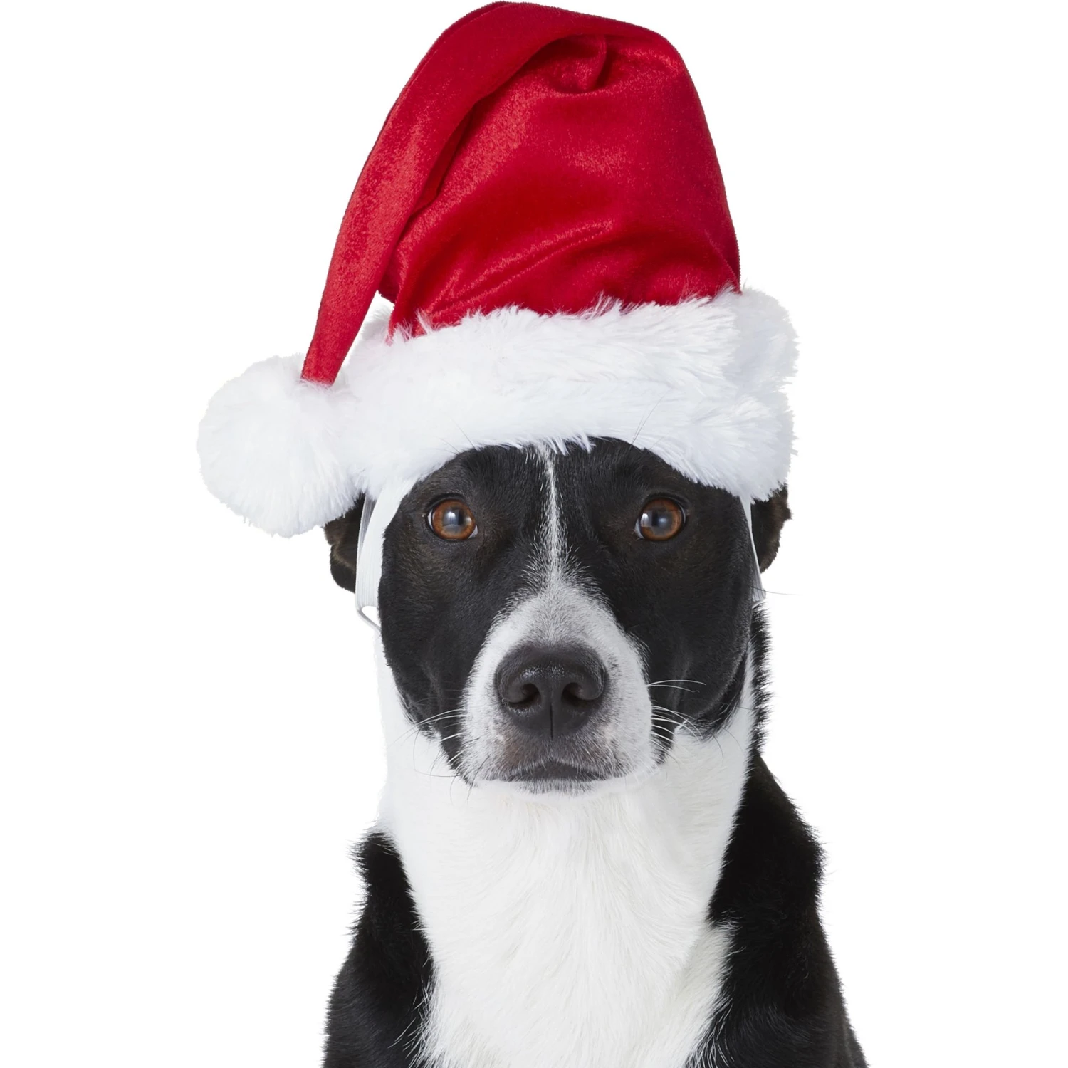 Frisco Holiday Dog & Cat Santa Hat, 1 Count 3 Frisco Holiday Dog & Cat Santa Hat, 1 Count - Image 3