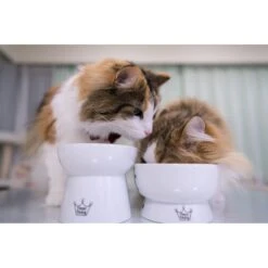 Necoichi Ceramic Elevated Cat Water Bowl -Pet Cat Supplies Store 183505 PT6. AC SS1800 V1627496172