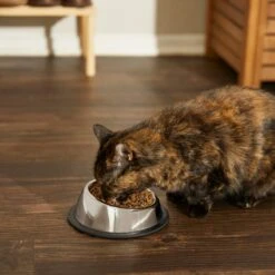 Frisco Stainless Steel Taper Non-Skid Cat Bowl 12 Frisco Stainless Steel Taper Non-Skid Cat Bowl -Pet Cat Supplies Store 204467 PT6. AC SS1800 V1599090080