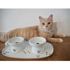 Necoichi Double Dining Tray Set & Elevated Cat Bowls 17 Necoichi Double Dining Tray Set & Elevated Cat Bowls -Pet Cat Supplies Store 230660 PT8. AC SS1800 V1631312193
