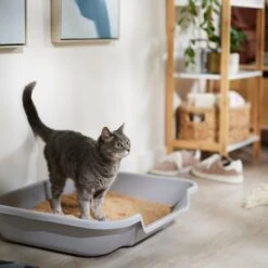 Catalyst Pet Multi-Cat Formula Cat Litter 7 Catalyst Pet Multi-Cat Formula Cat Litter -Pet Cat Supplies Store 241764 PT3. AC SS1800 V1680789563