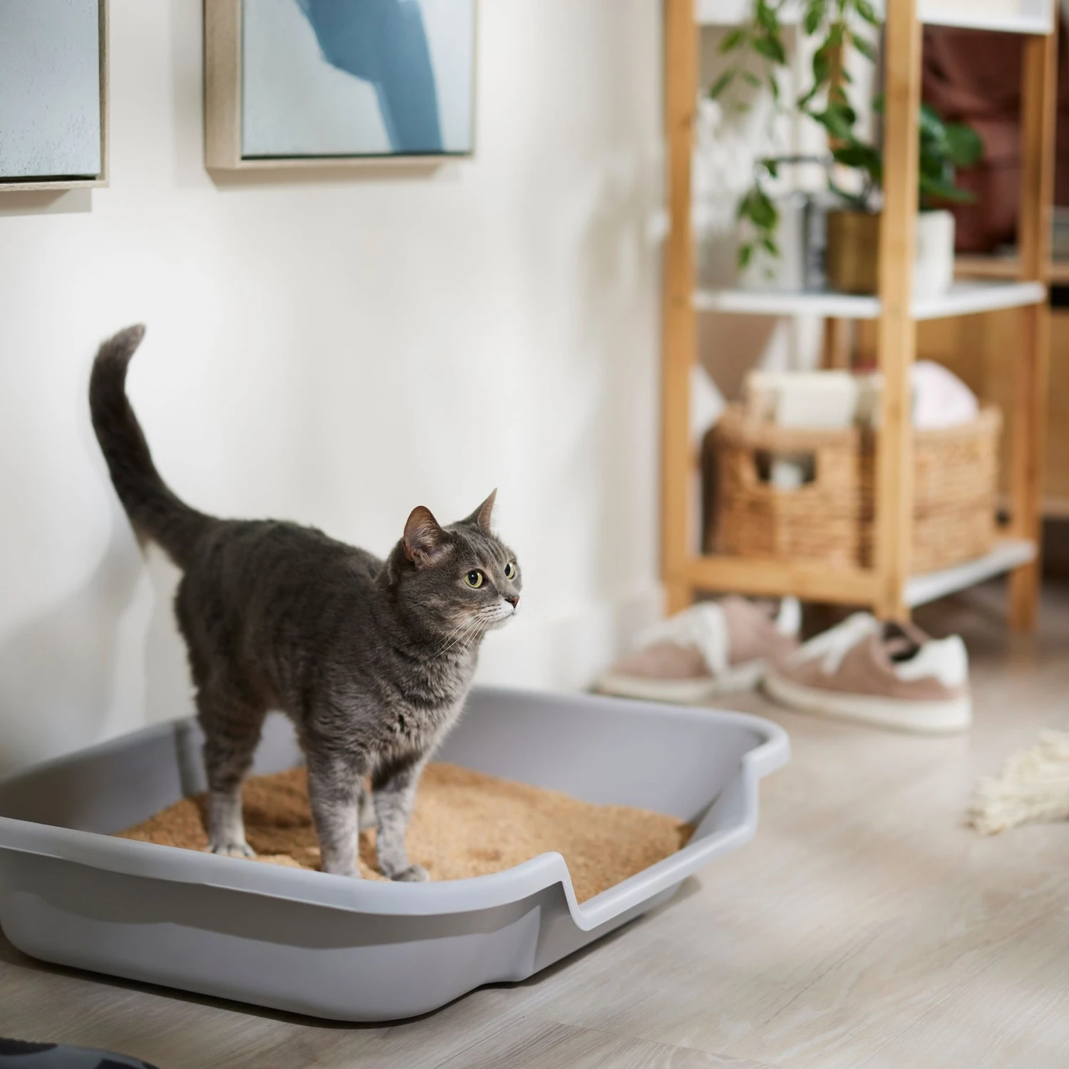 Catalyst Pet Multi-Cat Formula Cat Litter 4 Catalyst Pet Multi-Cat Formula Cat Litter - Image 4