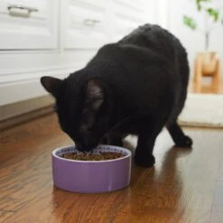 Frisco Kaleidoscope Pattern Non-skid Ceramic Dog & Cat Bowl 8 Frisco Kaleidoscope Pattern Non-skid Ceramic Dog & Cat Bowl -Pet Cat Supplies Store 256090 PT2. AC SS1800 V1615311092