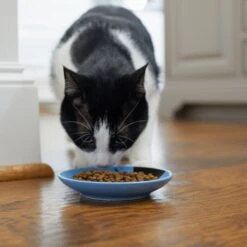 Frisco Cat Face Non-skid Ceramic Cat Dish, Blue -Pet Cat Supplies Store 256101 PT3. AC SS1800 V1617130591