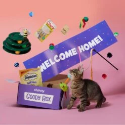 Goody Box Kitten Toys & Treats -Pet Cat Supplies Store 258991 PT2. AC SS1800 V1657656401