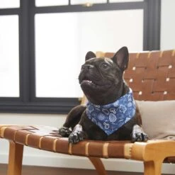 Frisco Fall Vibes Dog & Cat Bandana -Pet Cat Supplies Store 267913 PT5. AC SS1800 V1637722289