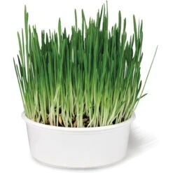 SmartyKat Sweet Greens & Catnip Caves Cat Toy With Catnip 11 SmartyKat Sweet Greens & Catnip Caves Cat Toy With Catnip -Pet Cat Supplies Store 269247 PT2. AC SS1800 V1639016235