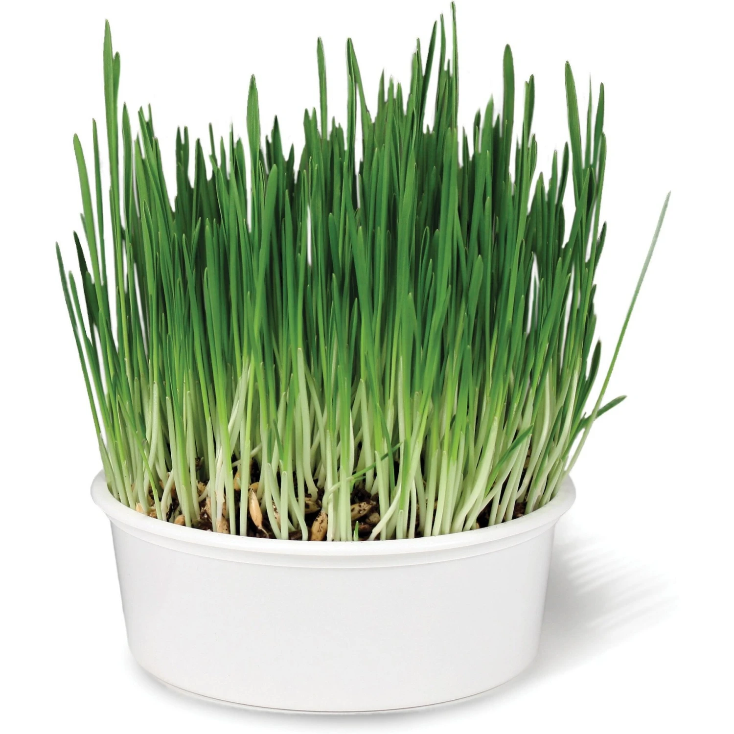 SmartyKat Sweet Greens & Catnip Caves Cat Toy With Catnip 3 SmartyKat Sweet Greens & Catnip Caves Cat Toy With Catnip - Image 3