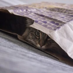 SmartyKat Sweet Greens & Catnip Caves Cat Toy With Catnip 13 SmartyKat Sweet Greens & Catnip Caves Cat Toy With Catnip -Pet Cat Supplies Store 269247 PT4. AC SS1800 V1639012944