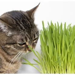 SmartyKat Sweet Greens & Catnip Caves Cat Toy With Catnip 16 SmartyKat Sweet Greens & Catnip Caves Cat Toy With Catnip -Pet Cat Supplies Store 269247 PT7. AC SS1800 V1639015050