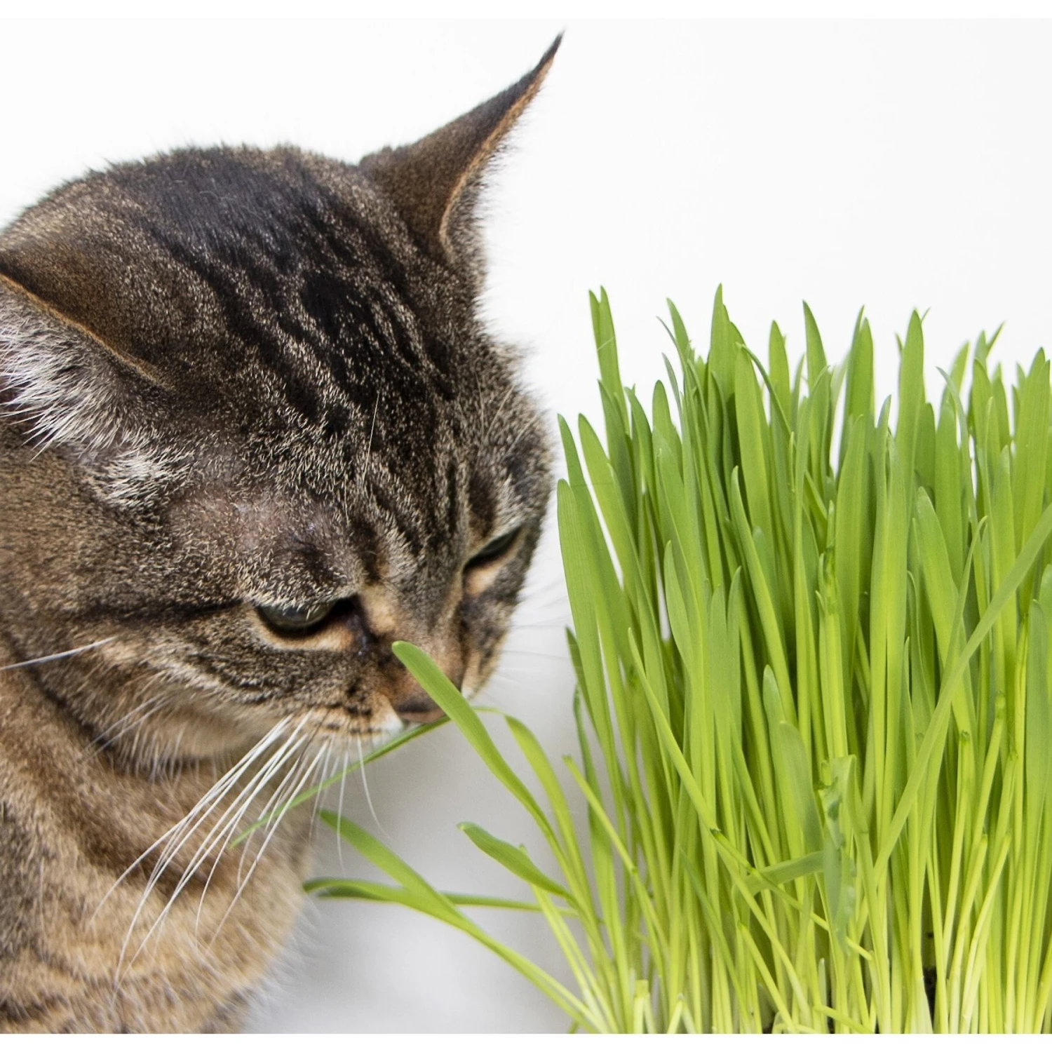 SmartyKat Sweet Greens & Catnip Caves Cat Toy With Catnip 8 SmartyKat Sweet Greens & Catnip Caves Cat Toy With Catnip - Image 8