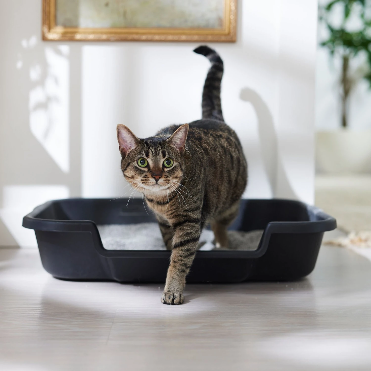 Noba Soy Ultra Clumping Cat Litter, 10-L Bag 4 Noba Soy Ultra Clumping Cat Litter, 10-L Bag - Image 4