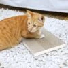 Way Basics ZBoard Paperboard Simple Scratcher Cat Toy