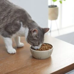 STAR WARS Tie Fighter No-Skid Ceramic Cat Bowl -Pet Cat Supplies Store 280654 PT3. AC SS1800 V1629986947