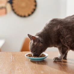 Pixar Finding Nemo Non-Skid Ceramic Cat Dish -Pet Cat Supplies Store 291405 PT3. AC SS1800 V1633980066