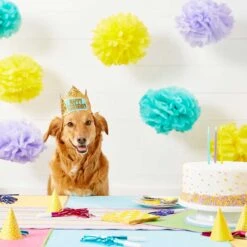 Frisco Happy Birthday Dog & Cat Crown & Frisco It's My Birthday & Cat T-Shirt -Pet Cat Supplies Store 302470 PT3. AC SS1800 V1623073946
