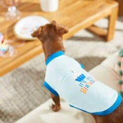 Frisco Happy Birthday Dog & Cat Crown & Frisco It's My Birthday & Cat T-Shirt -Pet Cat Supplies Store 302470 PT7. AC SS1800 V1623037657