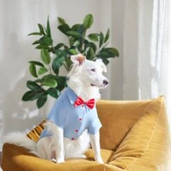 Disney Mickey Mouse Chambray Dog & Cat Shirt -Pet Cat Supplies Store 311822 PT8. AC SS1800 V1643329761