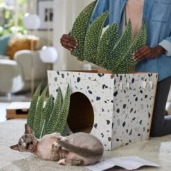 Frisco Potted Succulent Cardboard Cat House -Pet Cat Supplies Store 317723 PT3. AC SS1800 V1688677248
