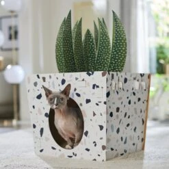 Frisco Potted Succulent Cardboard Cat House -Pet Cat Supplies Store 317723 PT4. AC SS1800 V1688677260