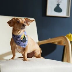 Disney Hocus Pocus Reversible Dog & Cat Bandana -Pet Cat Supplies Store 334706 PT8. AC SS1800 V1657656875