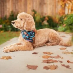 Pixar Coco Remember Me Dog & Cat Bandana -Pet Cat Supplies Store 335293 PT7. AC SS1800 V1658150482