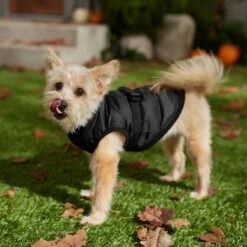 Frisco Lightweight Belted Puffer Dog & Cat Jacket -Pet Cat Supplies Store 353825 PT7. AC SS1800 V1660749777