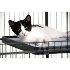 Prevue Pet Products Cat Cage Replacement Shelf -Pet Cat Supplies Store 354652 PT8. AC SS1800 V1662064827