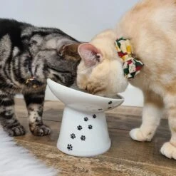 Necoichi Tilted Stress Free Raised Cat Food Bowl 14 Necoichi Tilted Stress Free Raised Cat Food Bowl -Pet Cat Supplies Store 357117 PT6. AC SS1800 V1700515632
