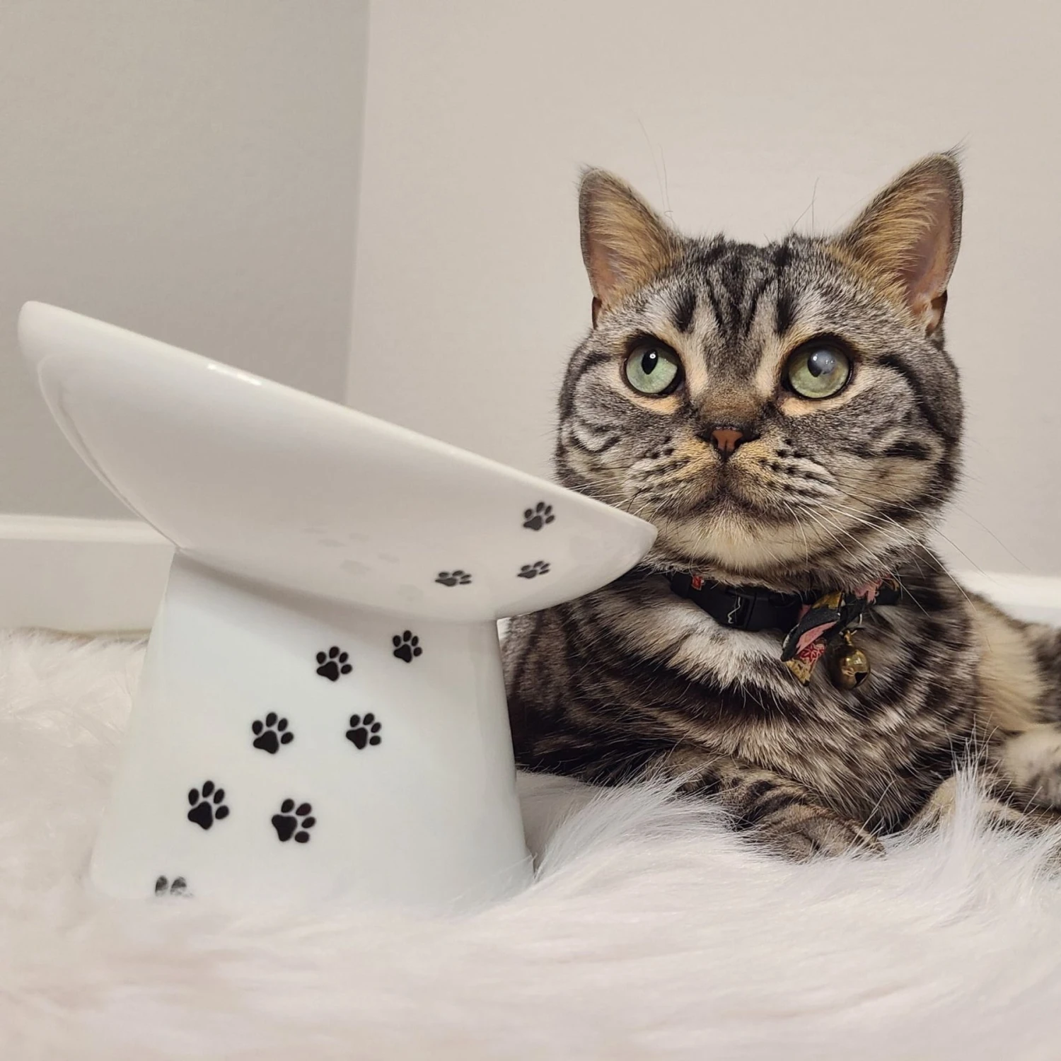 Necoichi Tilted Stress Free Raised Cat Food Bowl 8 Necoichi Tilted Stress Free Raised Cat Food Bowl - Image 8