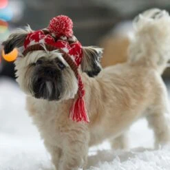 Frisco Reindeer Fair Isle Dog & Cat Pom Hat 10 Frisco Reindeer Fair Isle Dog & Cat Pom Hat -Pet Cat Supplies Store 358309 PT4. AC SS1800 V1661797821