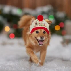 STAR WARS Knit Dog & Cat Hat -Pet Cat Supplies Store 358443 PT4. AC SS1800 V1661799043