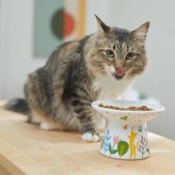 Frisco Cat Face Floral Wide Shape Elevated Non-Skid Ceramic Cat Bowl 8 Frisco Cat Face Floral Wide Shape Elevated Non-Skid Ceramic Cat Bowl -Pet Cat Supplies Store 363377 PT3. AC SS1800 V1657657267