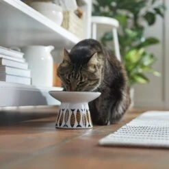 Frisco Cat Face Wide Shape Elevated Non-Skid Ceramic Cat Bowl 8 Frisco Cat Face Wide Shape Elevated Non-Skid Ceramic Cat Bowl -Pet Cat Supplies Store 363381 PT3. AC SS1800 V1657657267