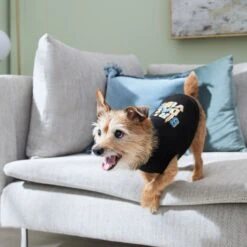 Frisco Birthday Vibe Dog & Cat T-Shirt 12 Frisco Birthday Vibe Dog & Cat T-Shirt -Pet Cat Supplies Store 368790 PT7. AC SS1800 V1664994272