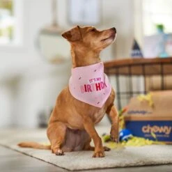 Frisco Dog & Cat Birthday Bandana 13 Frisco Dog & Cat Birthday Bandana -Pet Cat Supplies Store 608206 PT5. AC SS1800 V1676643860