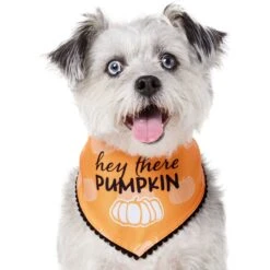 Frisco Hey There Pumpkin Dog & Cat Bandana -Pet Cat Supplies Store 706374 PT2. AC SS1800 V1690478413