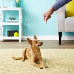 Ethical Pet Laser Exerciser Original 2 In 1 Dog & Cat Toy -Pet Cat Supplies Store 71427 PT4. AC SS1800 V1553880425