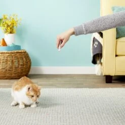 Ethical Pet Laser Exerciser Original 2 In 1 Dog & Cat Toy -Pet Cat Supplies Store 71427 PT5. AC SS1800 V1553880443